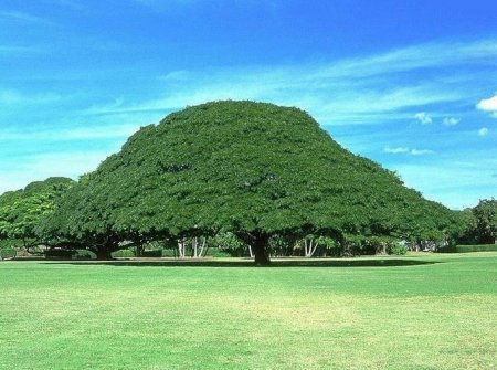 Деревья_ красивые и удивительные (33 фотографии)