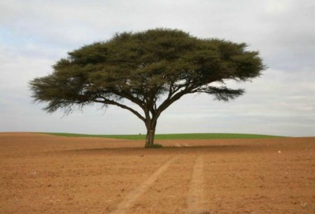 Деревья_ красивые и удивительные (33 фотографии)