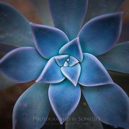 Фотографии Jo Song