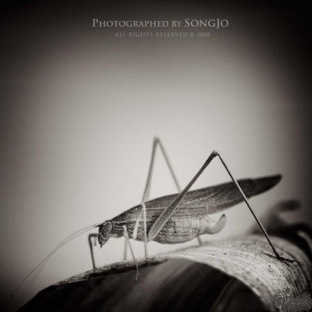 Фотографии Jo Song