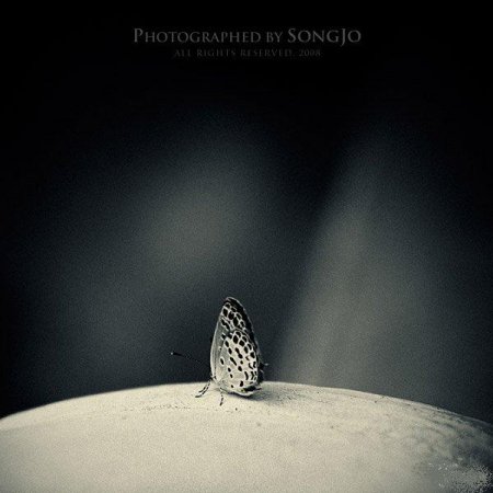 Фотографии Jo Song