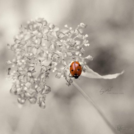 Фотографии Jo Song