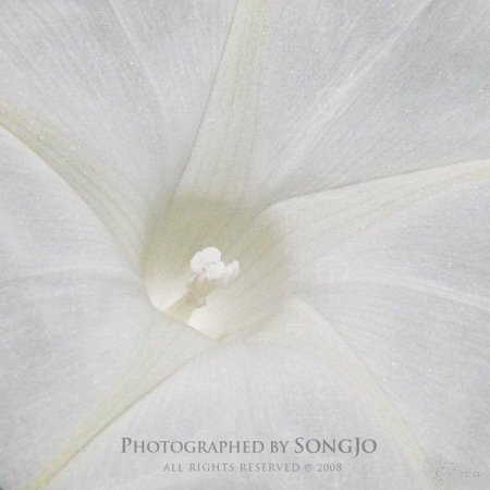 Фотографии Jo Song