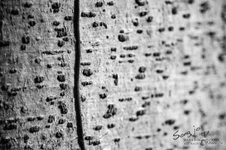 Фотографии Jo Song