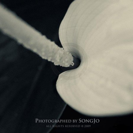 Фотографии Jo Song