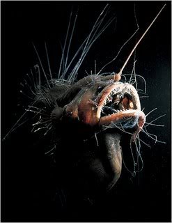 Необычные созданья (24 фото)