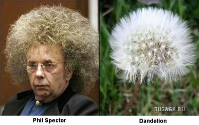 Забавное сходство