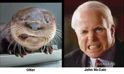 Забавное сходство