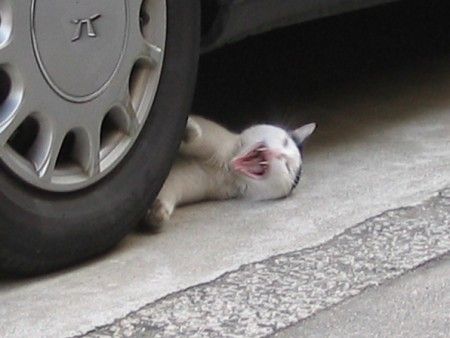 Прикольные картинки