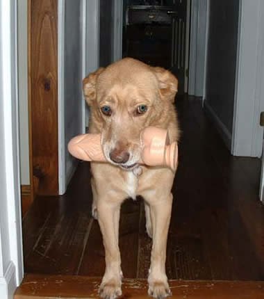 Смешные животные (21 фото)