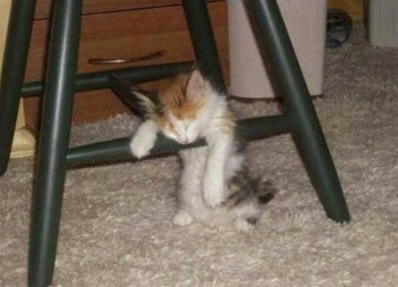 Спать охота (18 фото)