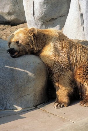 Спать охота (18 фото)