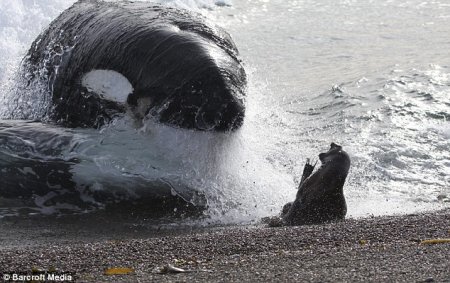 Дельфин - убийца (4 фото)