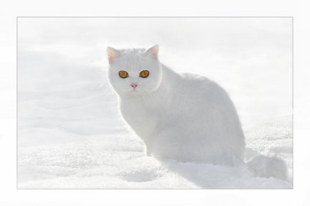 Щеночки и котятки (20 фото)