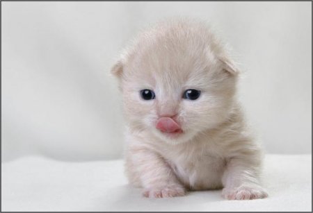 Щеночки и котятки (20 фото)