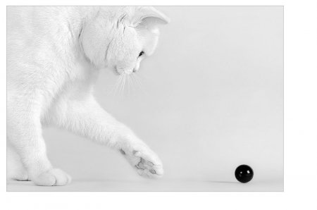 Щеночки и котятки (20 фото)