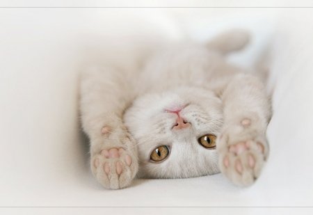 Щеночки и котятки (20 фото)