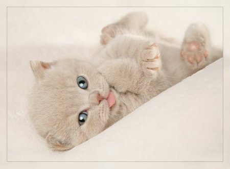 Щеночки и котятки (20 фото)