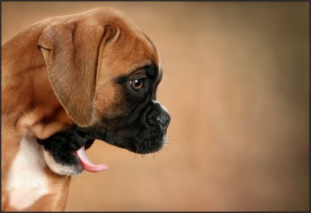 Щеночки и котятки (20 фото)