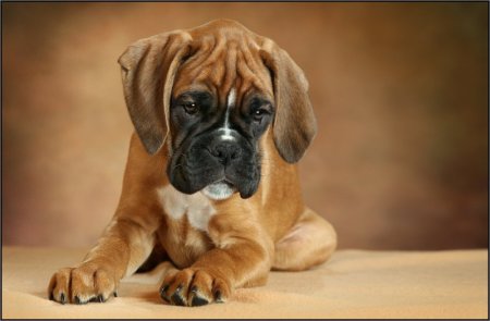 Щеночки и котятки (20 фото)