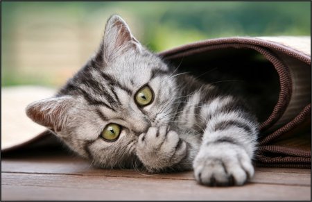 Щеночки и котятки (20 фото)