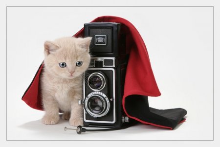 Щеночки и котятки (20 фото)