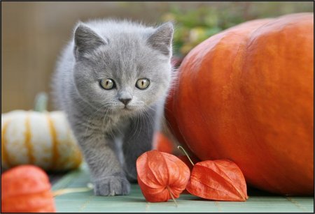 Щеночки и котятки (20 фото)