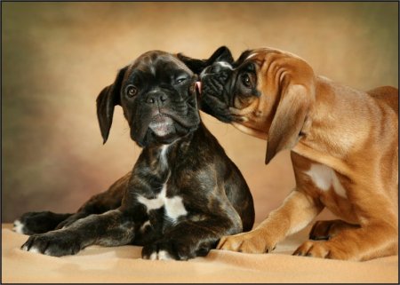 Щеночки и котятки (20 фото)