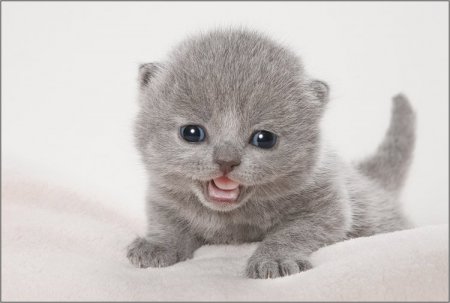 Щеночки и котятки (20 фото)