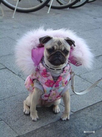 Япония. Узнаем поближе (50 фото)