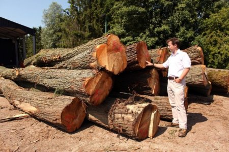 Изготовление крикетных бит (9 фото)