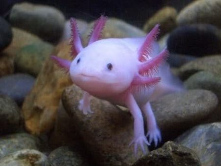 Необычные созданья (24 фото)