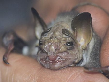 Необычные созданья (24 фото)