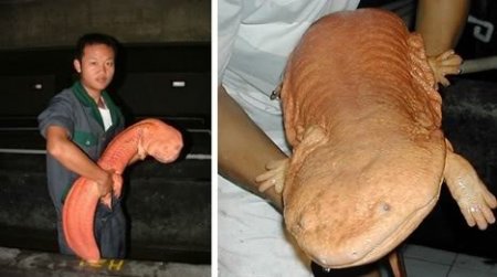 Необычные созданья (24 фото)