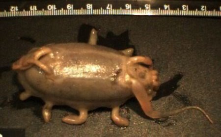 Необычные созданья (24 фото)