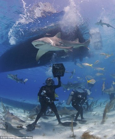 Заглянуть в пасть акуле (4 фото)