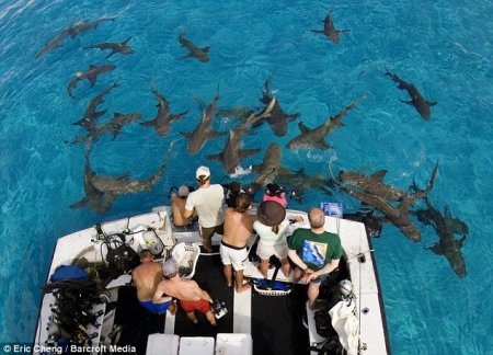 Заглянуть в пасть акуле (4 фото)