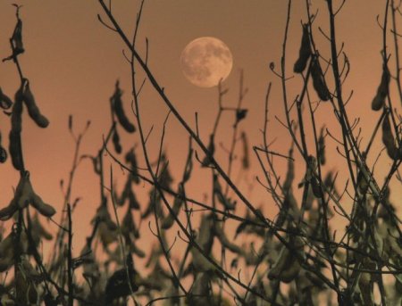 Энергия луны (20 фото)