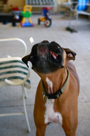 Собака и попкорн (8 фото)