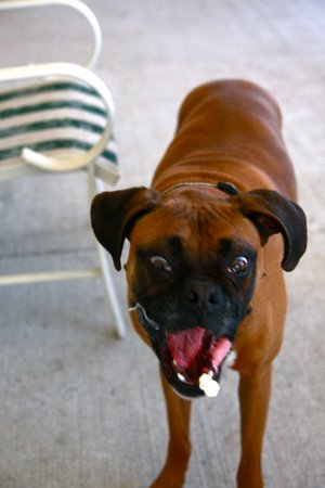 Собака и попкорн (8 фото)