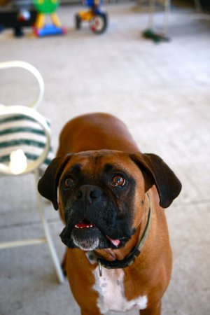 Собака и попкорн (8 фото)