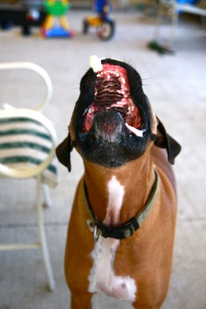 Собака и попкорн (8 фото)