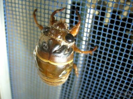 Превращение жука (10 фото)