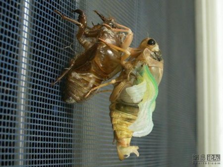 Превращение жука (10 фото)