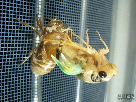 Превращение жука (10 фото)