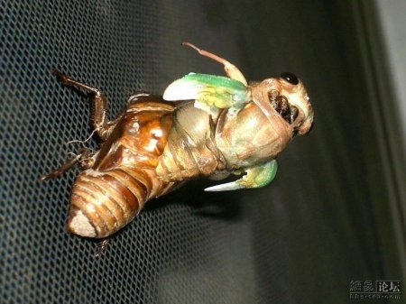 Превращение жука (10 фото)