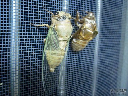 Превращение жука (10 фото)