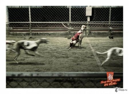 Реклама собачьего корма