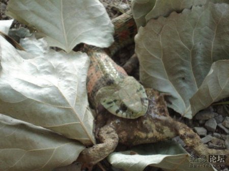 Змея ест лягушку (20 фото)