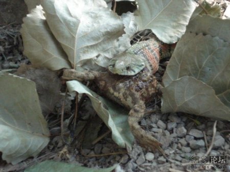 Змея ест лягушку (20 фото)